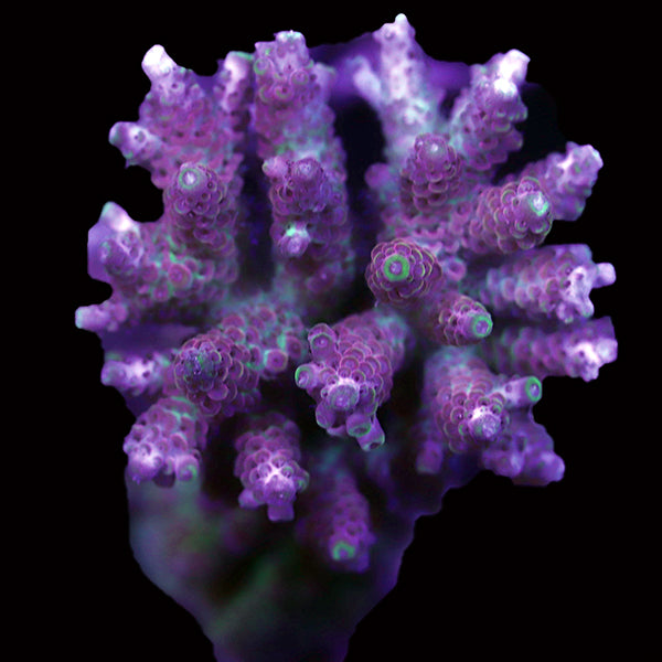 WYSIWYG cultured Acropora 96