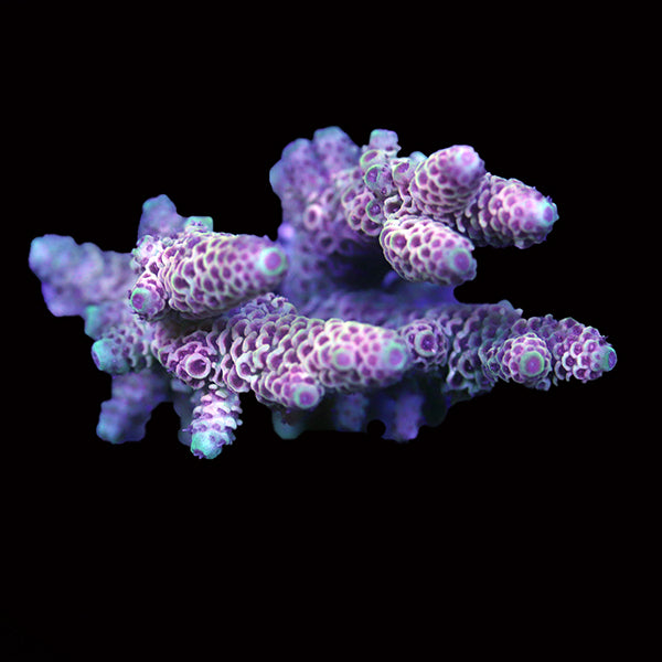 WYSIWYG cultured Acropora 97