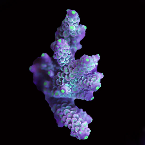 WYSIWYG cultured Acropora 98