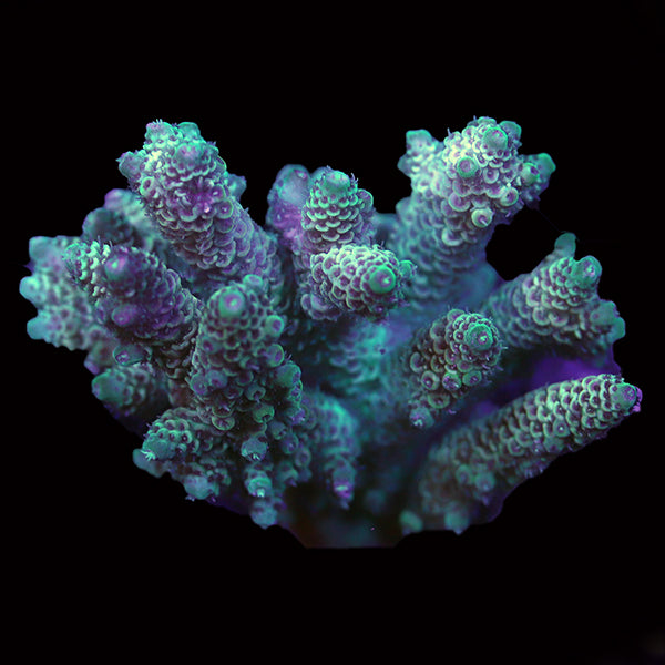 WYSIWYG cultured Acropora 99