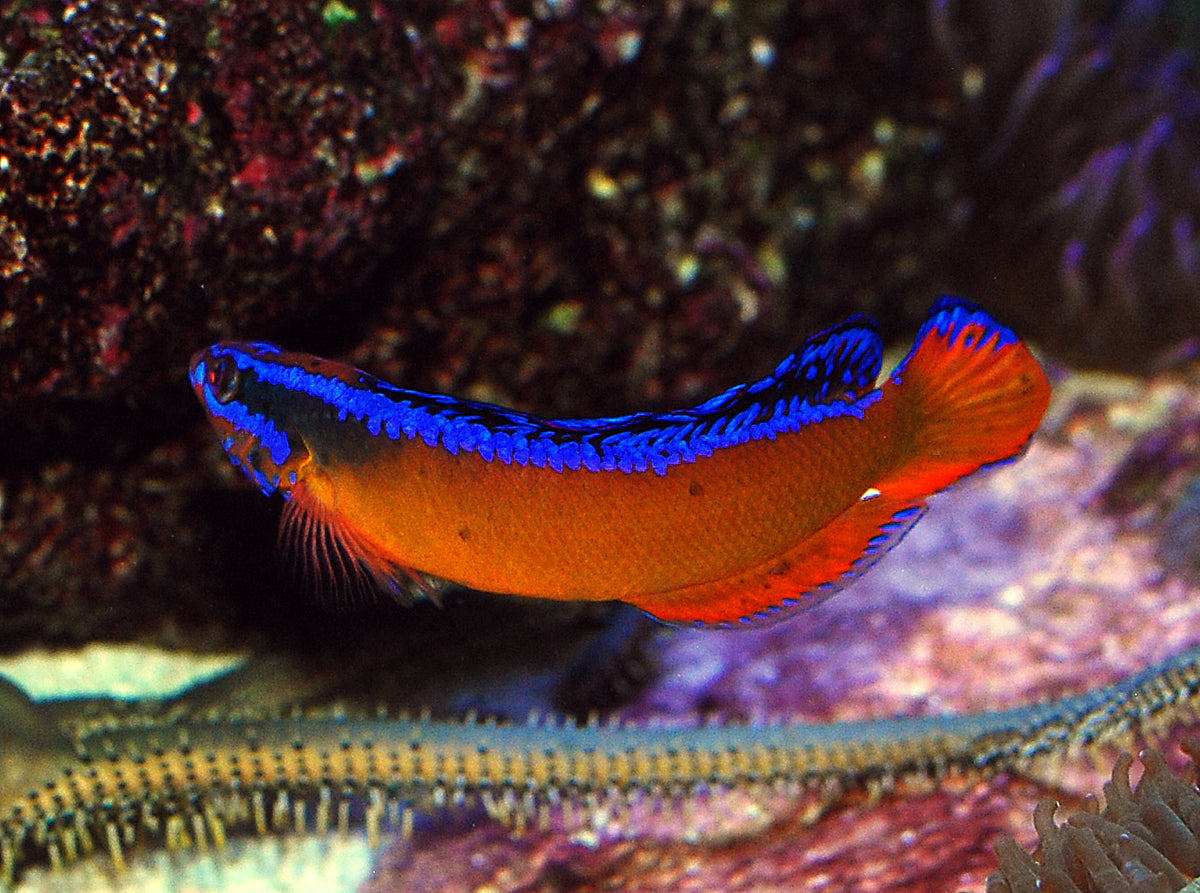 Neon Dottyback