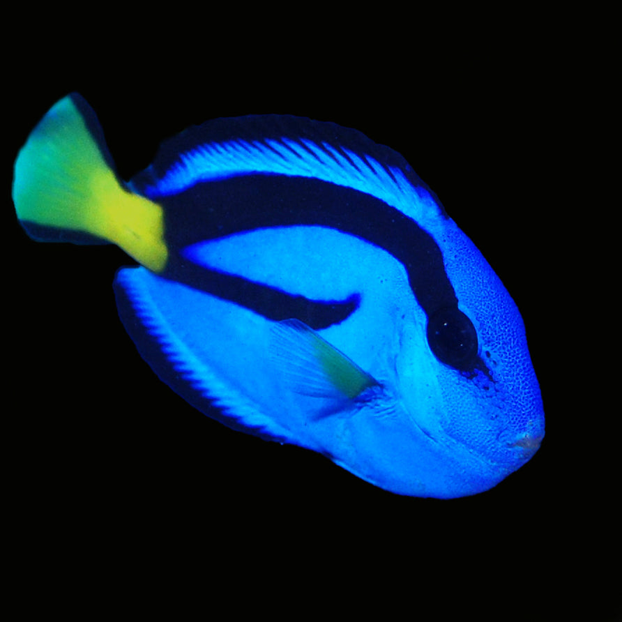 Blue Tang