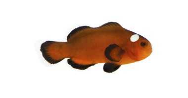 Domino Clownfish Proaquatix (Friday Delivery)