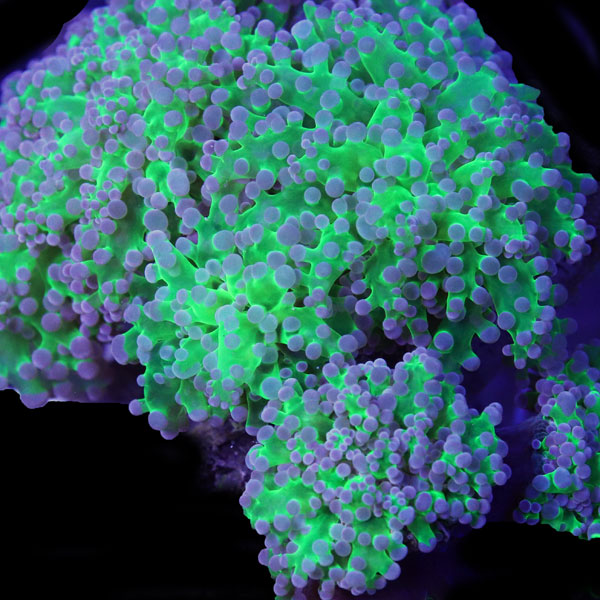 Bicolor Frogspawn