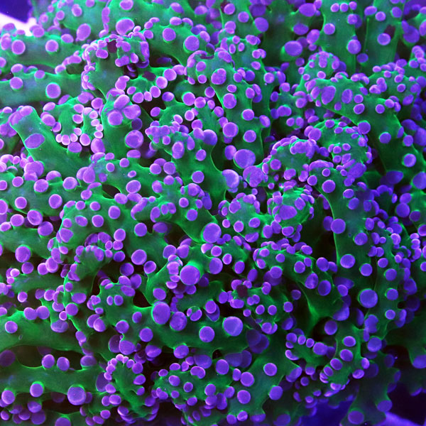 Bicolor Octospawn