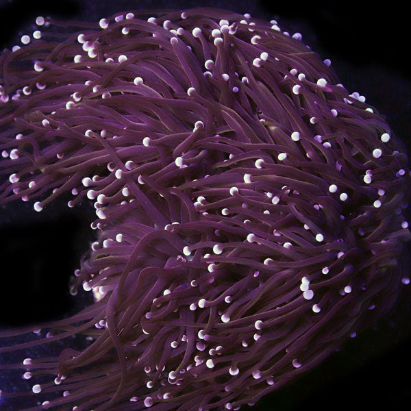 Black Gold Torch colony