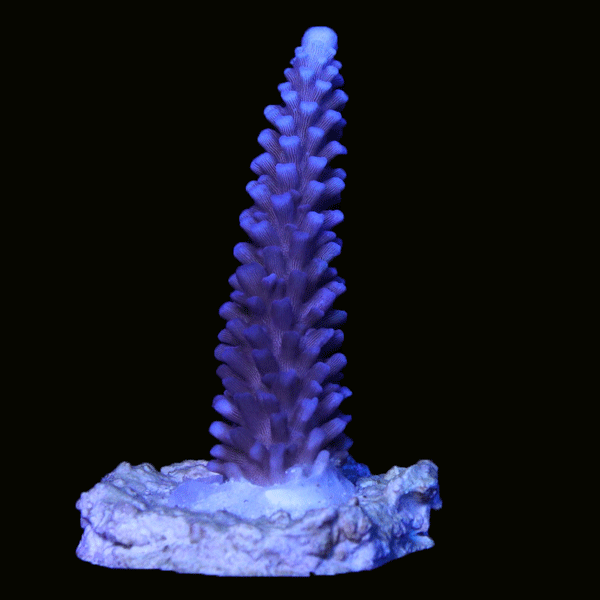 Biota Palau Blue Slimer Acropora Mini-colony