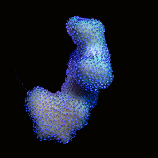 Biota Blue Stylophora frag