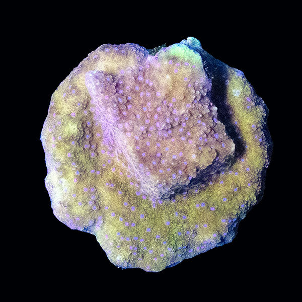 Biota Blue Cheese Montipora frag
