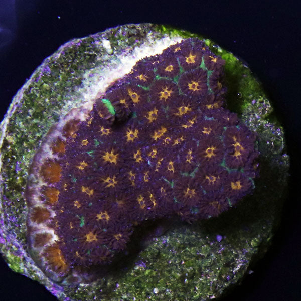 Campfire Leptastrea