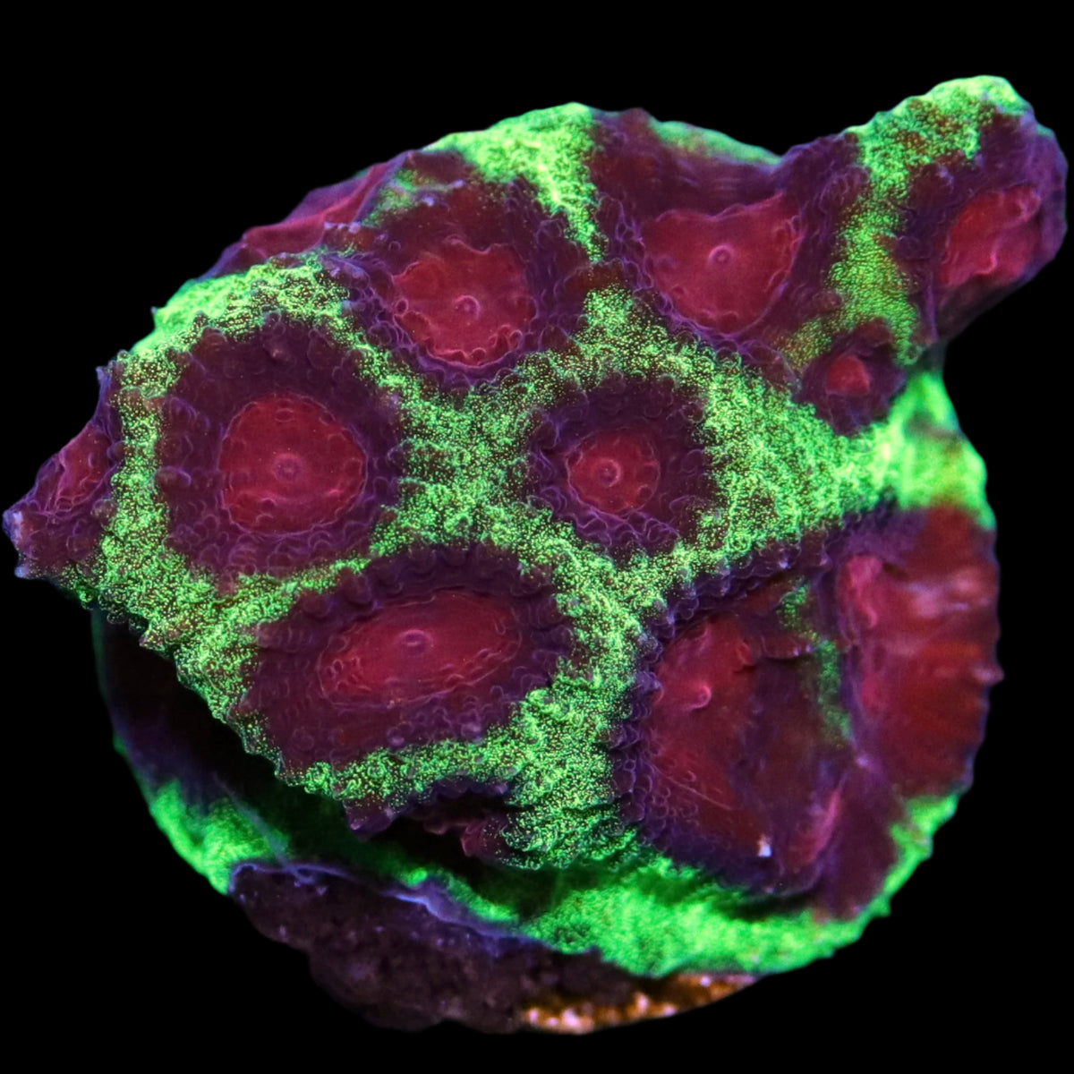 Biota Christmas Favites