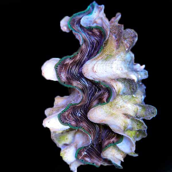 WYSIWYG cultured Squamosina Clam 11