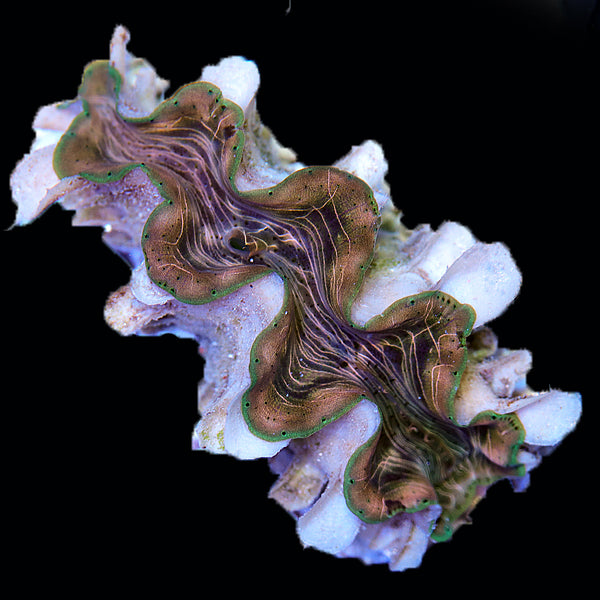 WYSIWYG cultured Squamosina Clam 13