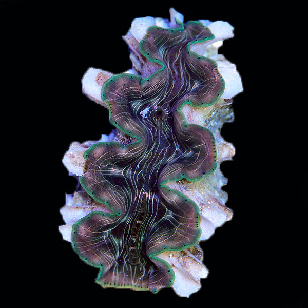 WYSIWYG cultured Squamosina Clam 14