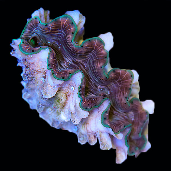 WYSIWYG cultured Squamosina Clam 15