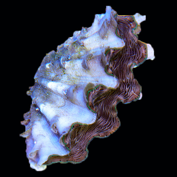 WYSIWYG cultured Squamosina Clam 16