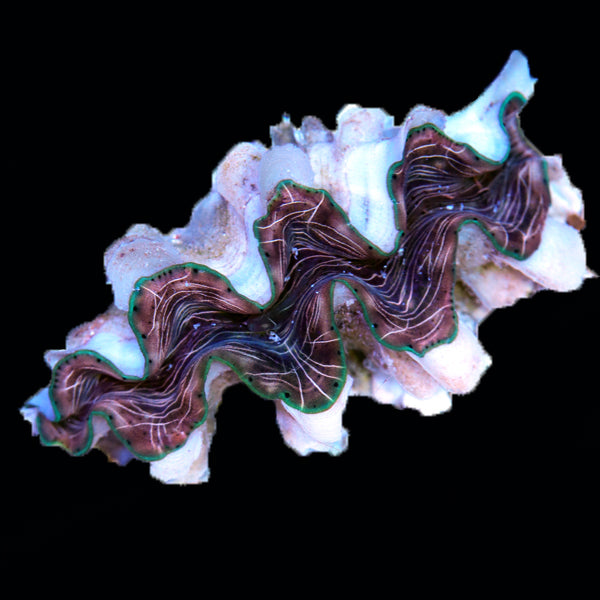 WYSIWYG cultured Squamosina Clam 19