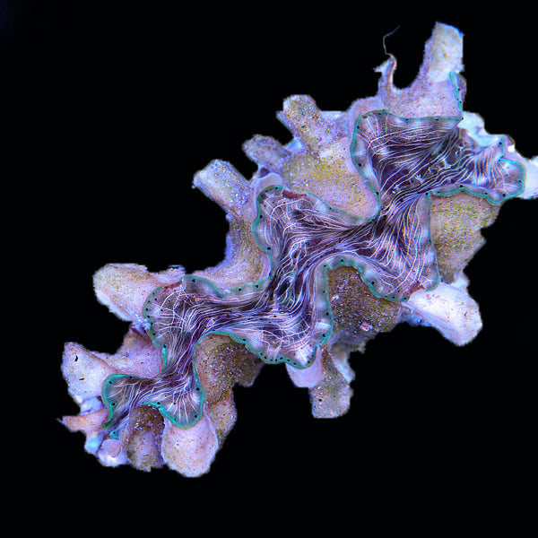 WYSIWYG cultured Squamosina Clam 20