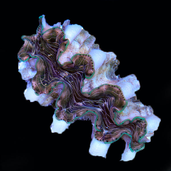 WYSIWYG cultured Squamosina Clam 21