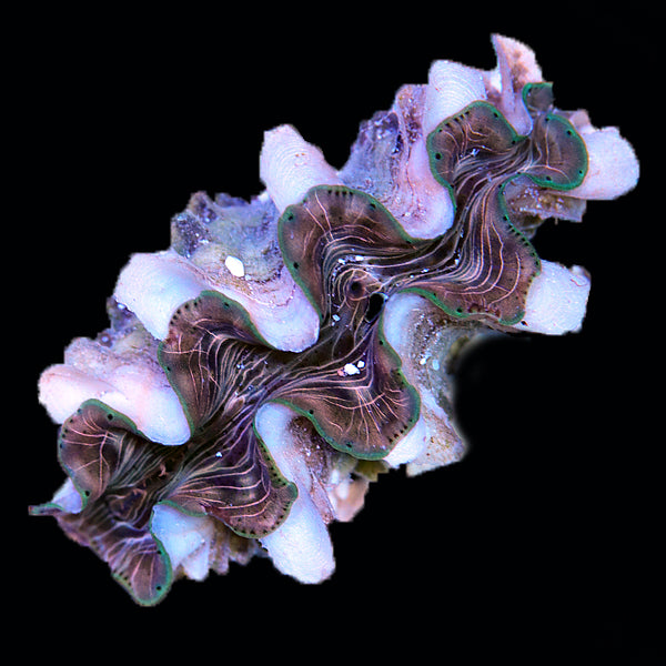 WYSIWYG cultured Squamosina Clam 23