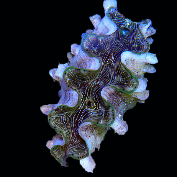 WYSIWYG cultured Squamosina Clam 24