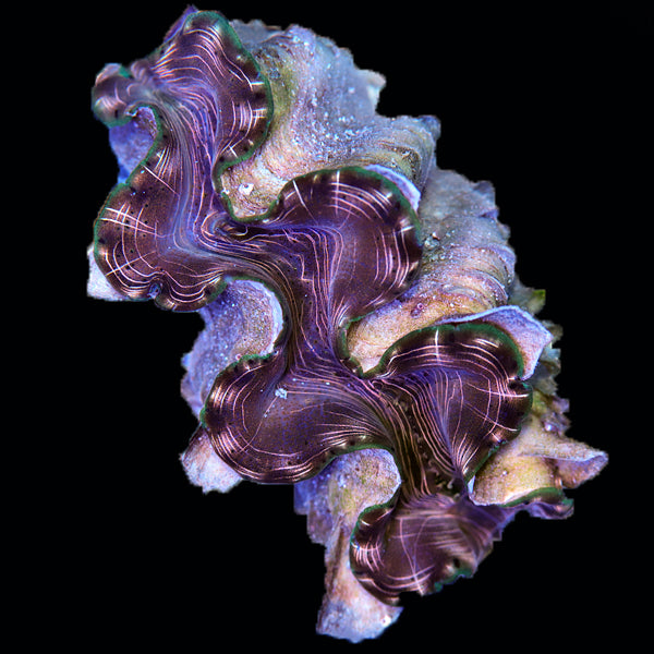 WYSIWYG cultured Squamosina Clam 26