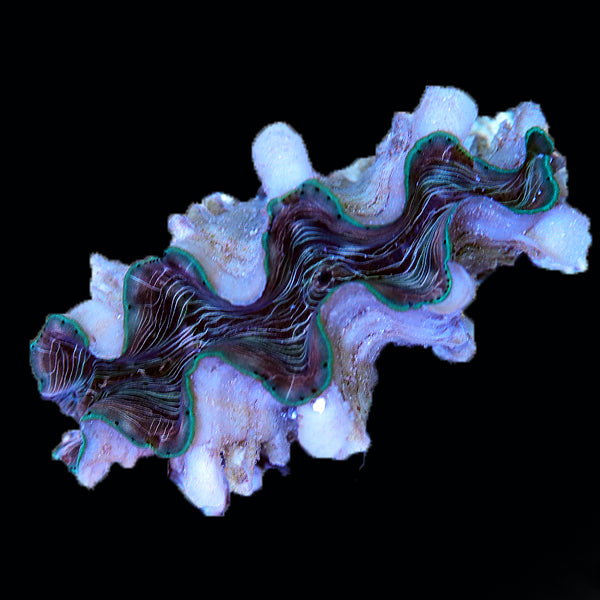 WYSIWYG cultured Squamosina Clam 27