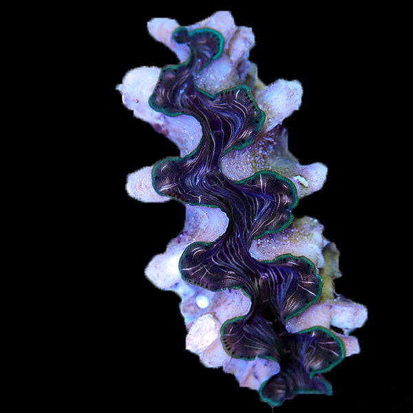 WYSIWYG cultured Squamosina Clam 28