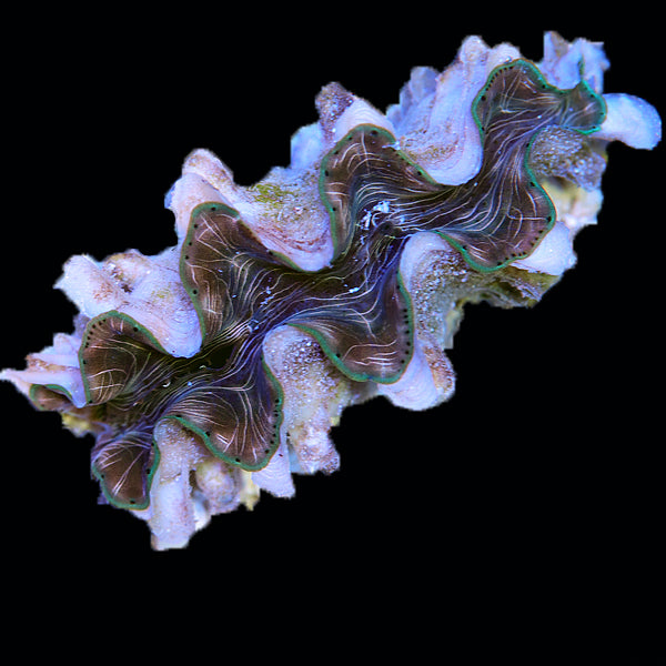 WYSIWYG cultured Squamosina Clam 29