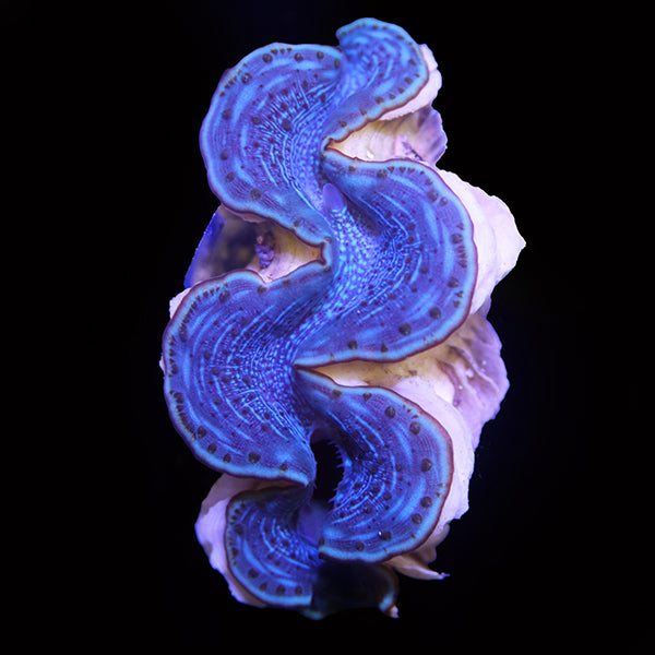 Maxima Clam Red Sea