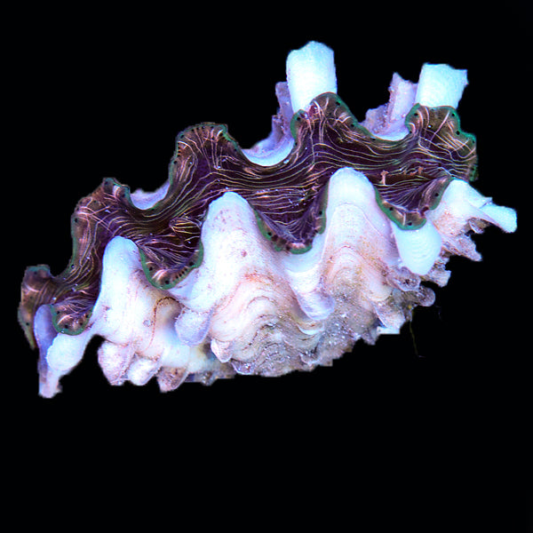 WYSIWYG cultured Squamosina Clam 2