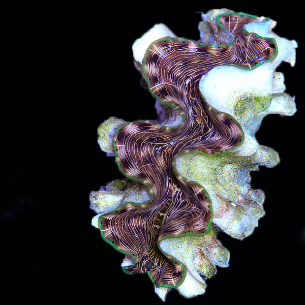 WYSIWYG cultured Squamosina Clam 3