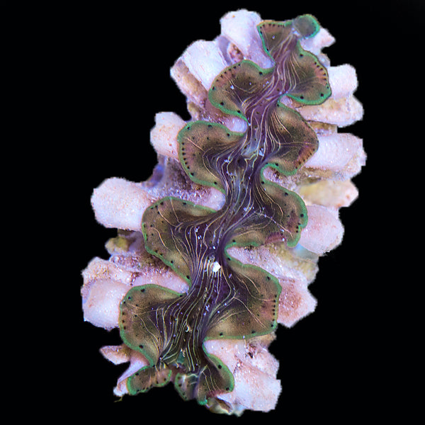 WYSIWYG cultured Squamosina Clam 5