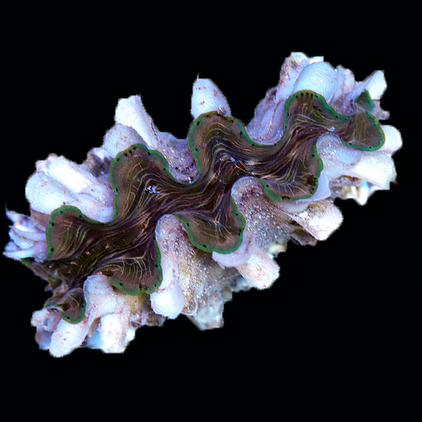 WYSIWYG cultured Squamosina Clam 7