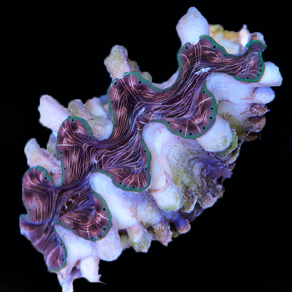 WYSIWYG cultured Squamosina Clam 9