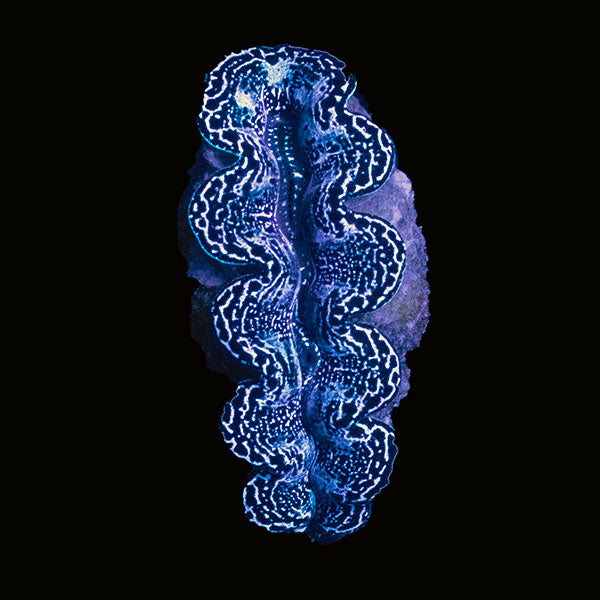 WYSIWYG cultured Crocea Clam 10