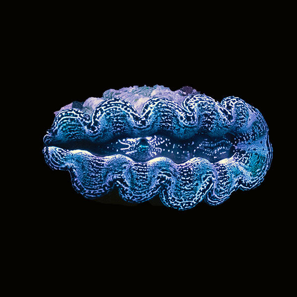 WYSIWYG cultured Crocea Clam 11