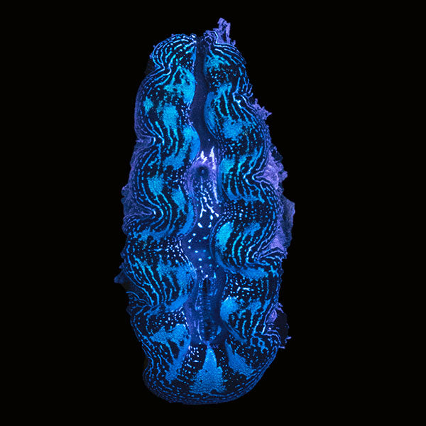 WYSIWYG cultured Crocea Clam 12