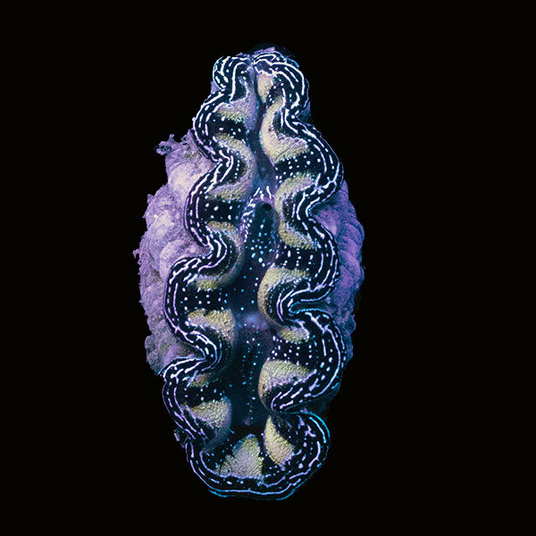 WYSIWYG cultured Crocea Clam 13
