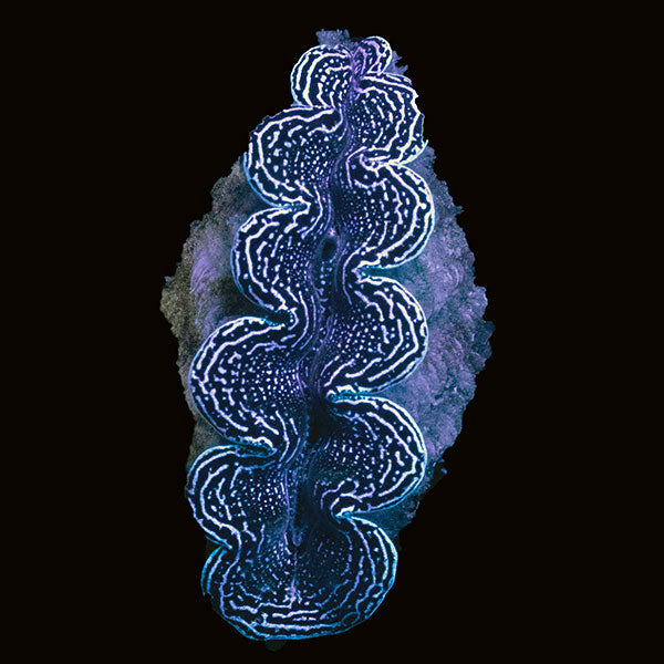 WYSIWYG cultured Crocea Clam 14