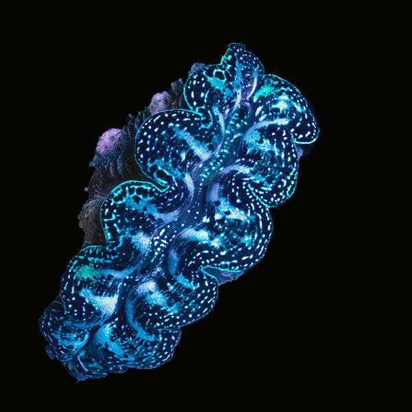 WYSIWYG cultured Crocea Clam 15