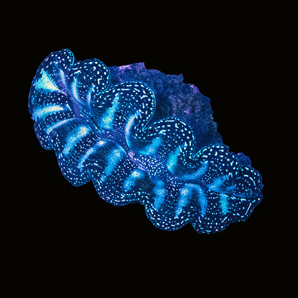 WYSIWYG cultured Crocea Clam 1