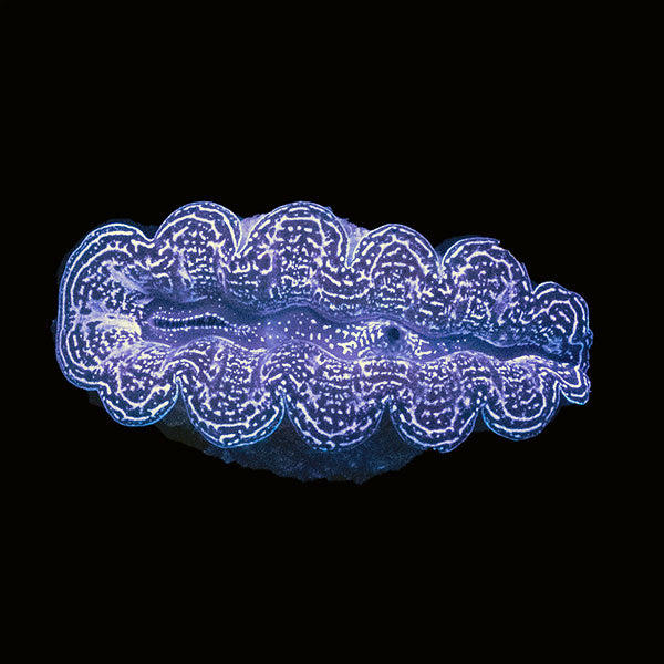 WYSIWYG cultured Crocea Clam 2
