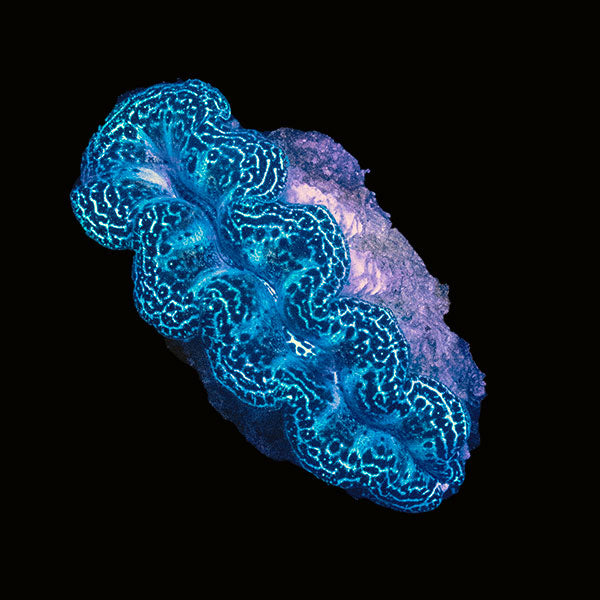WYSIWYG cultured Crocea Clam 3