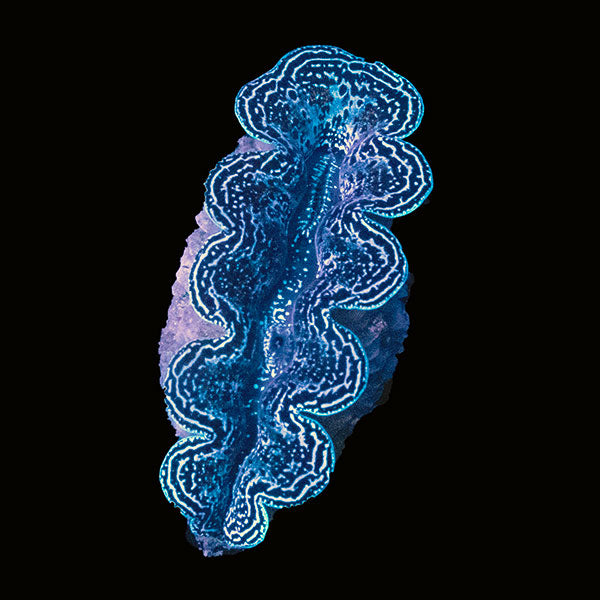 WYSIWYG cultured Crocea Clam 4
