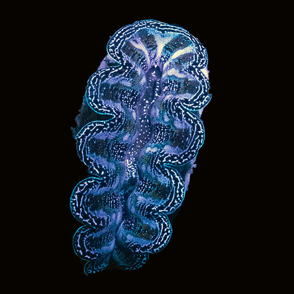 WYSIWYG cultured Crocea Clam 5