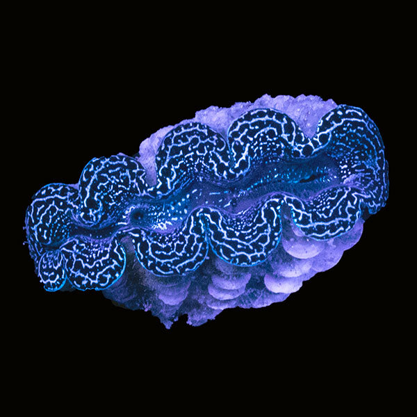 WYSIWYG cultured Crocea Clam 6