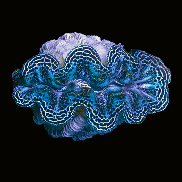 WYSIWYG cultured Crocea Clam 7