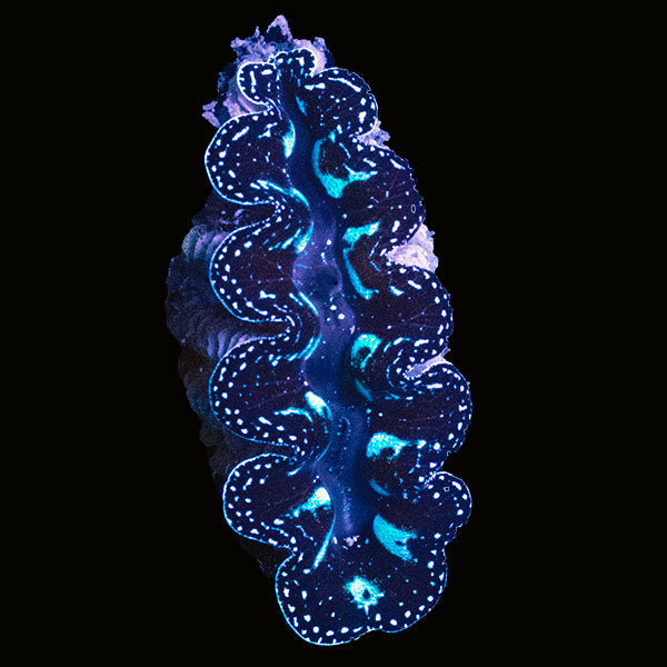 WYSIWYG cultured Crocea Clam 8