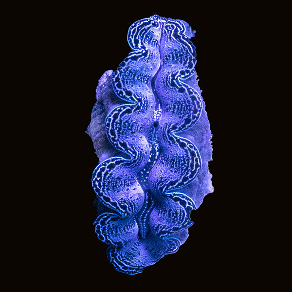WYSIWYG cultured Crocea Clam 9